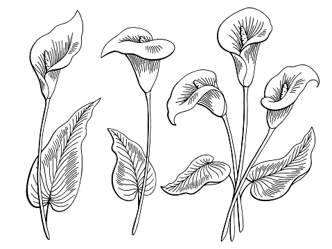 Calla flower graphic black white isolated sketch illustration vector