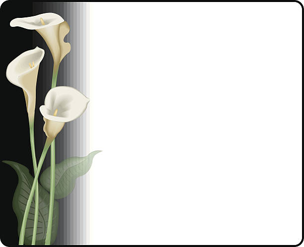 ilustraciones, imágenes clip art, dibujos animados e iconos de stock de calla lilies bastidor - alcaraz