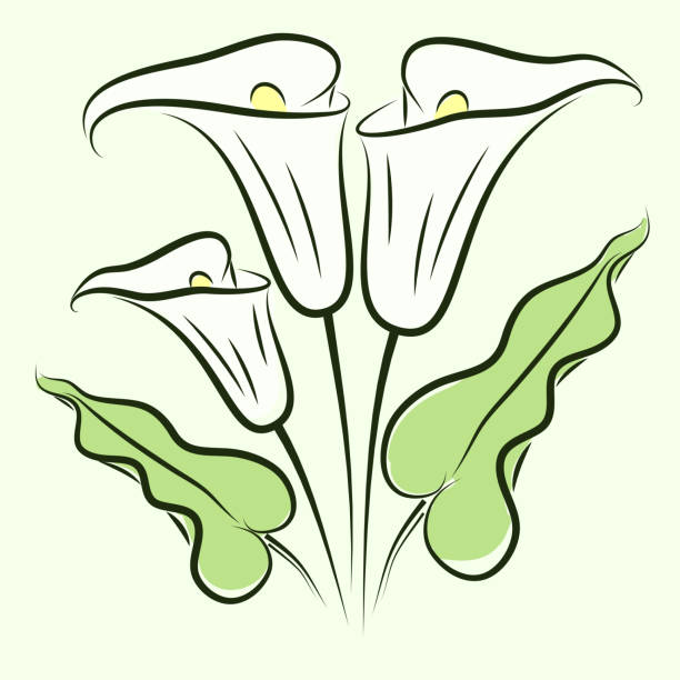 Best Calla Lilies Illustrations, Royalty-Free Vector Graphics & Clip ...
