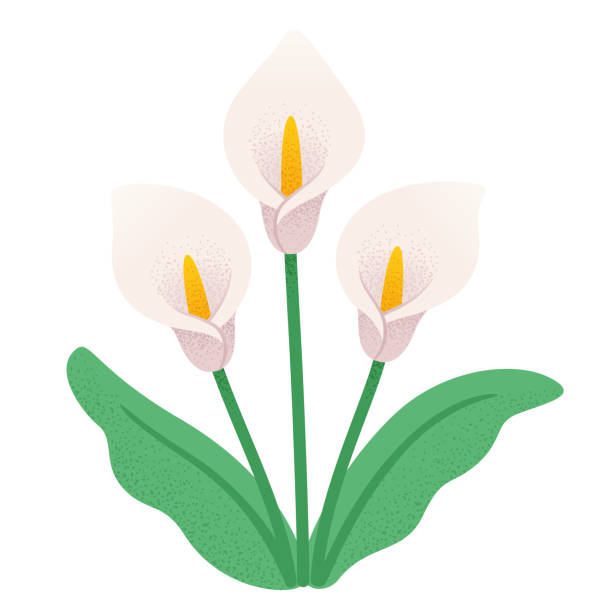 ilustraciones, imágenes clip art, dibujos animados e iconos de stock de cala flores  - alcaraz