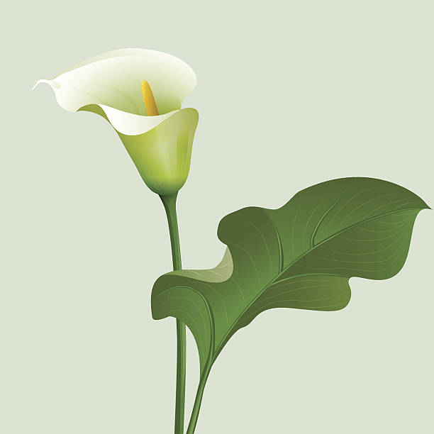 Royalty Free Calla Lily Clip Art, Vector Images & Illustrations - iStock