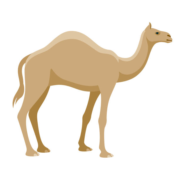 Camel Icon on Transparent Background A flat design icon on a transparent background (can be placed onto any colored background). File is built in the CMYK color space for optimal printing. Color swatches are global so it’s easy to change colors across the document. No transparencies, blends or gradients used. desert area clipart stock illustrations