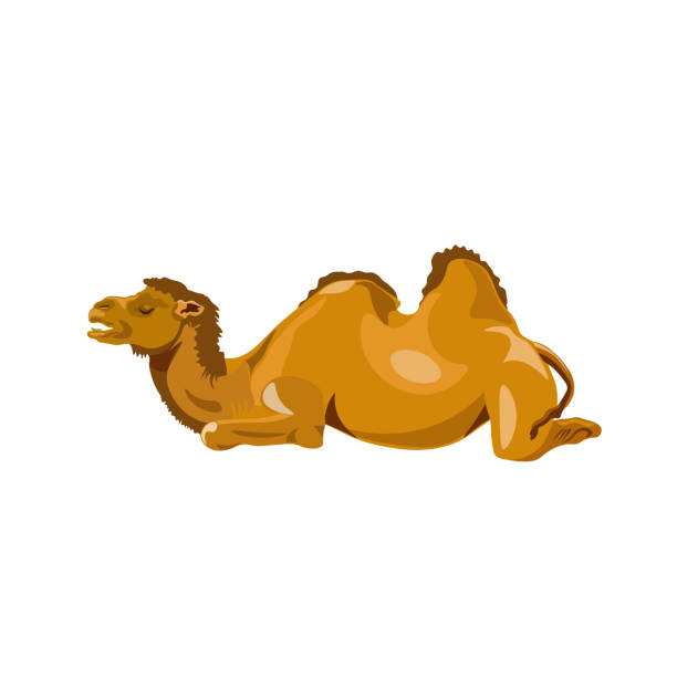 illustrazioni stock, clip art, cartoni animati e icone di tendenza di cammello si sdraiò - gobi desert