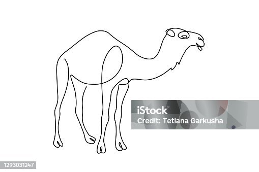 istock Camel 1293031247