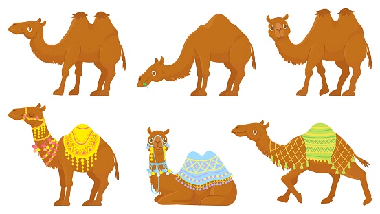 Camels. Wild and domesticated desert caravan animals with saddle. Camel vector isolated cartoon characters set.