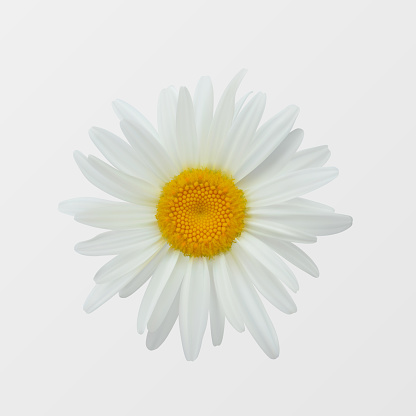 Camomile flower isolated close-up
