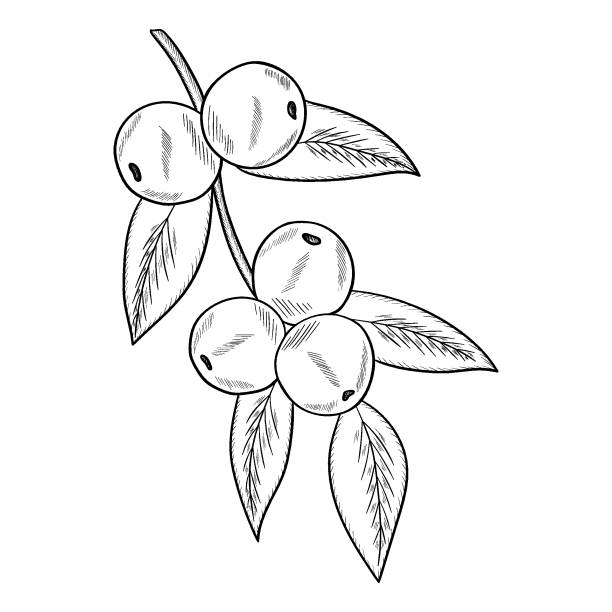 Camu camu mon Camu camu berry, fruit, leaf branch. Superfood organic berry. Hand drawn sketch illustration. cam4cam stock illustrations