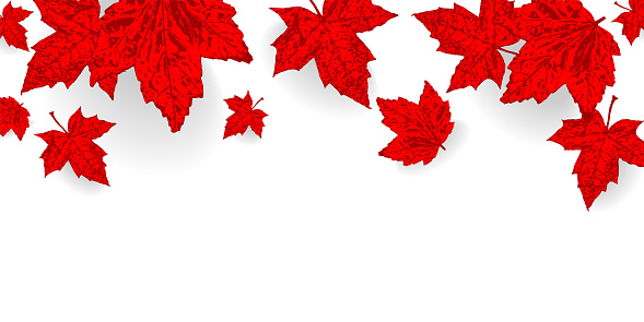 Canada Day Background Falling Maple Red Leaves Pattern For Design ...