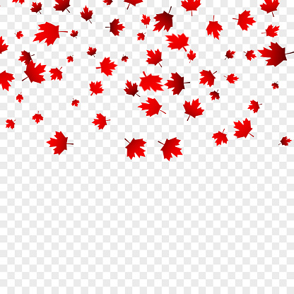 Canada Day Maple Leaves Background Falling Red Leaves For Canada Day ...