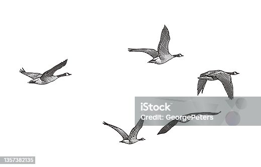 istock Canada Geese flying in V-formation 1357382135