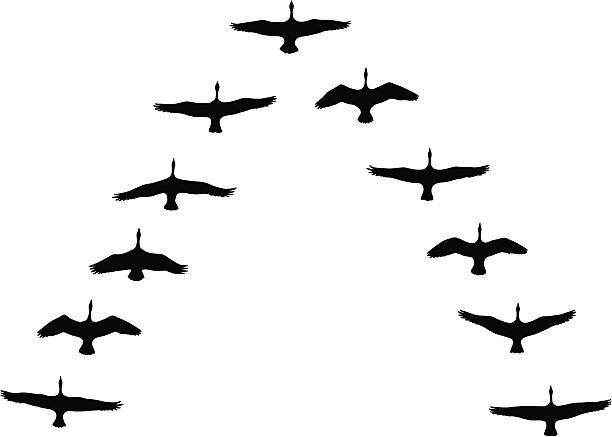 캐나다 거위 새의 브이-형태로 날기 - 새 떼 stock illustrations