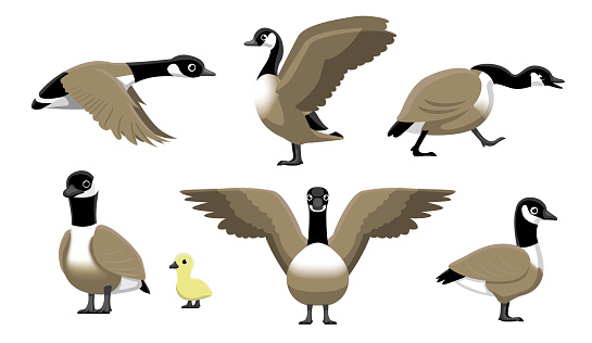 Canada Goose Flying Cartoon Vector Illustration