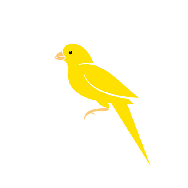 stockillustraties, clipart, cartoons en iconen met canarische vogel. vector - kanarie