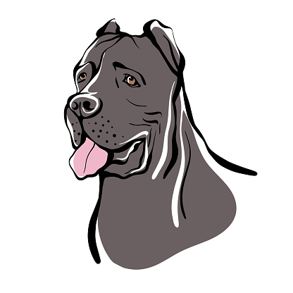 Cane Corso sketch. Portrait of a dog of the Cane Corso breed. Vector illustration