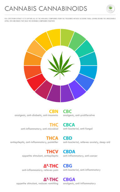Cannabis Cannabinoids vertical business infographic cbd benefits stock illustrations