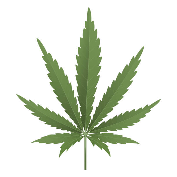 cannabis leaf free brushes 383 free downloads