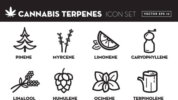 stockillustraties, clipart, cartoons en iconen met cannabis marihuana ocimene icon set met tekst - essential oils smell