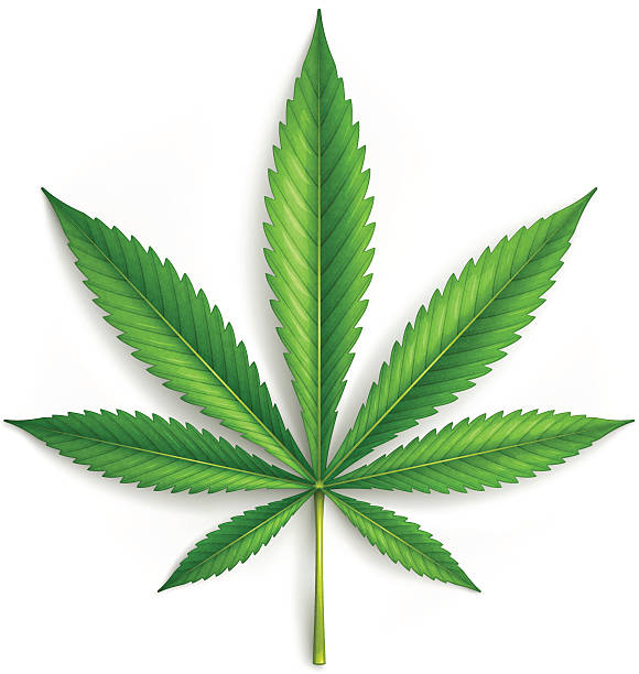 Cannabis vector art illustration