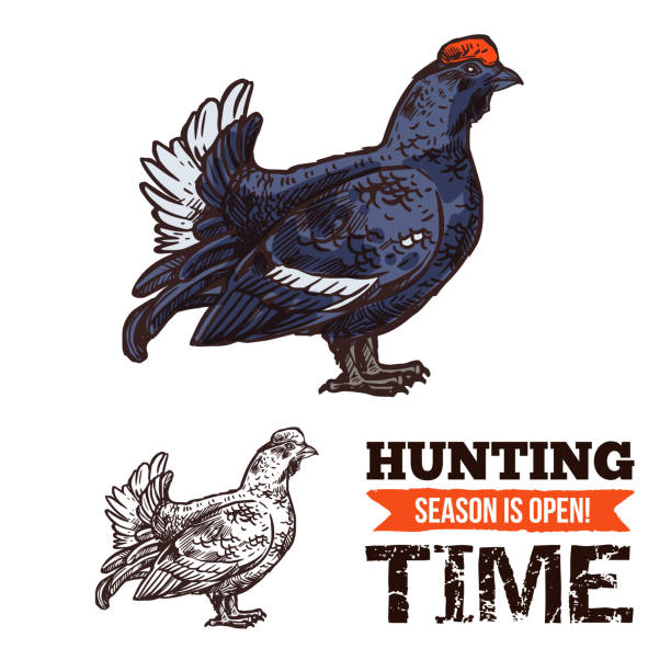 ilustrações de stock, clip art, desenhos animados e ícones de capercaillie bird sketch hunting season poster - grouse flying