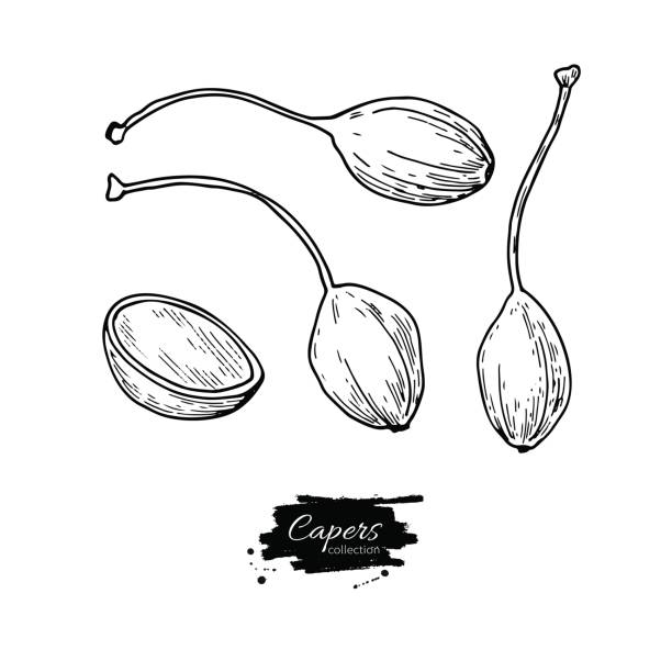 Capers hand drawn vector illustration. Isolated Vegetable engraved style object. Capers hand drawn vector illustration. Isolated Vegetable engraved style object. Detailed vegetarian food drawing. Farm market product. Great for menu, label, icon caper stock illustrations
