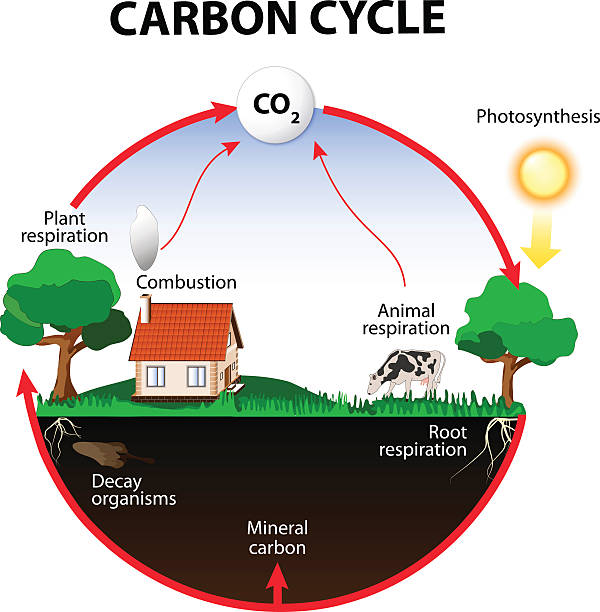 Carbon Cycle carbon cycle. The carbon path from the atmosphere, into living organisms, then turning into dead organic matter,  and back into the atmosphere. photosynthesis diagram stock illustrations