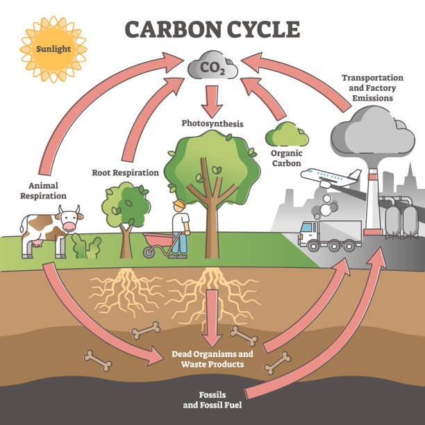 Carbon cycle with CO2 dioxide gas exchange process scheme outline concept Carbon cycle with CO2 dioxide gas exchange process scheme outline concept. Photosynthesis, respiration and transport or factory emissions as biochemical system labeled explanation vector illustration. photosynthesis diagram stock illustrations