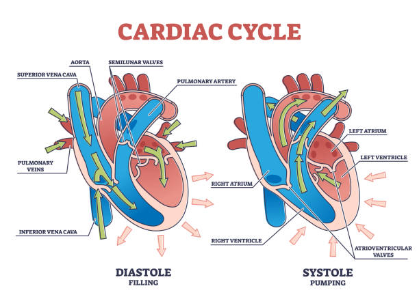 Cardiac cycle with heart diastole and systole process labeled outline diagram vector art illustration