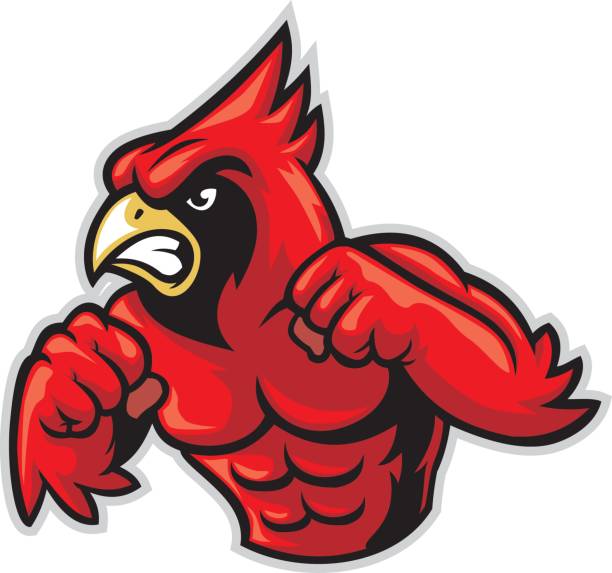 cardinal bird mascot show his muscle vector of cardinal bird mascot show his muscle cardinal stock illustrations