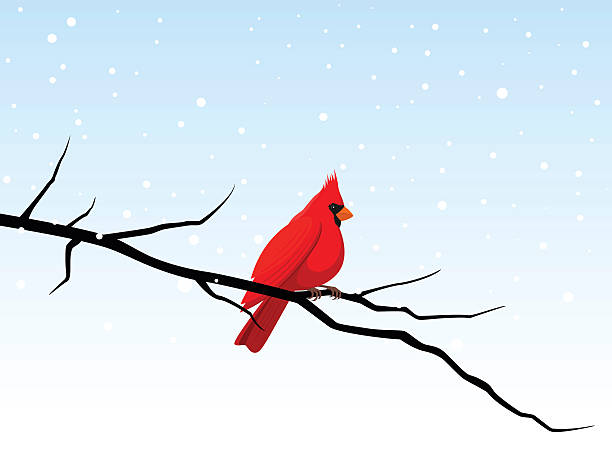 Cardinal on a Branch Vector illustration of a bright red cardinal perched on a  branch in a snowy winter scene. Illustration uses one linear gradient, on the background, otherwise solid color. Both .ai and AI8-compatible .eps formats are included, along with a  high-res .jpg and a high-res .png. cardinal stock illustrations