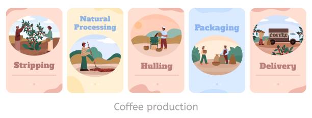 stockillustraties, clipart, cartoons en iconen met kaarten met landbouwers die koffie verwerken geïsoleerde vlakke vectorillustratie. - coffee illustration plukken