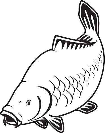 Carp fish