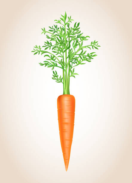 Carrot isolated Vegetable vector illustration Carrot isolated Vegetable vector illustration. carrot stock illustrations