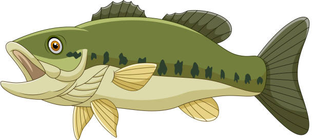 cartoon bass fish isolated on white background - background of a bass fish ...