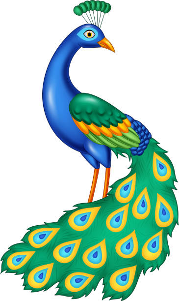 stockillustraties, clipart, cartoons en iconen met cartoon prachtige pauw - peacock back