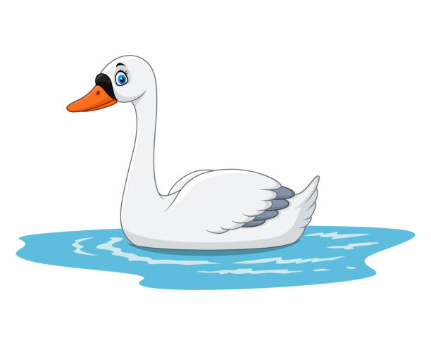 Cartoon beauty swan floats on water Vector illustration of Cartoon beauty swan floats on water duck pond stock illustrations
