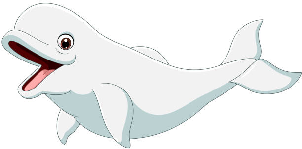 illustrations, cliparts, dessins animés et icônes de béluga de dessin animé d’isolement sur le fond blanc - beluga