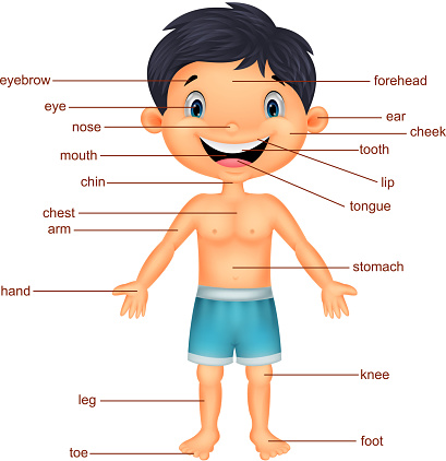 Cartoon Boy Vocabulary Part Of Body Stock Illustration - Download Image