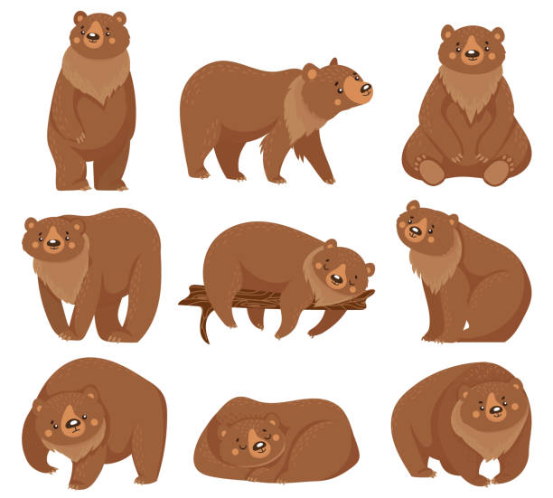 Cartoon brown bear. Grizzly bears, wild nature forest predator animals and sitting bear isolated vector illustration Cartoon brown bear. Grizzly bears, wild nature forest predator animals and sitting bear. Fur brown predator, wildlife bears mammal. Isolated vector illustration icons set brown bear stock illustrations