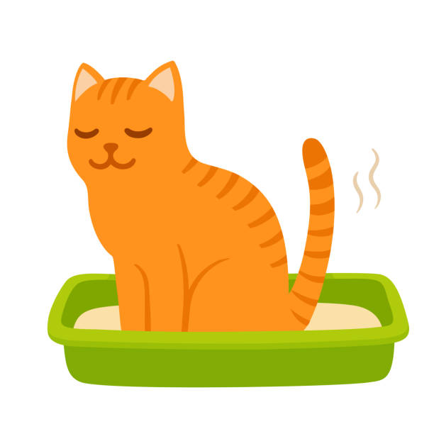 Cartoon cat pooping Cartoon cat pooping in litter box. Cute and funny kitty drawing. Pet life vector illustration. kitten litter stock illustrations