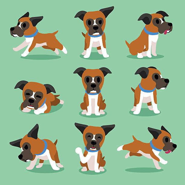 Royalty Free Boxer Dog Clip Art, Vector Images