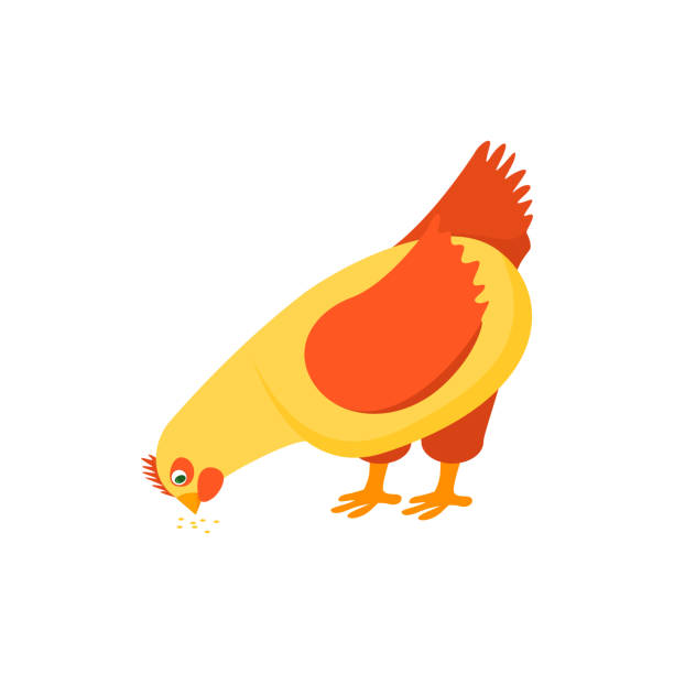 ilustrações de stock, clip art, desenhos animados e ícones de cartoon character happy hen pecking food. vector - technology picking agriculture