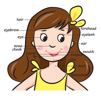 Cartoon Child Vocabulary Of Body Parts Stock Illustration - Download