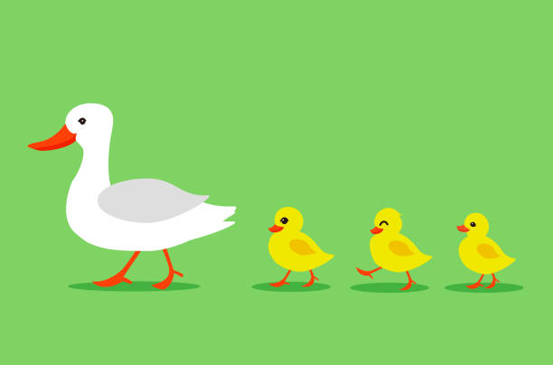 Cartoon Color Duck and Different Little Ducks Set. Vector Cartoon Color Duck and Different Little Ducks Set on a Green Background. Vector illustration of Bird Mother and Baby duck stock illustrations