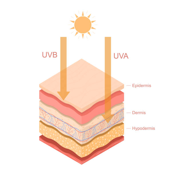 卡通顏色 uvb uva 射線人類皮膚分層概念範本橫幅卡。向量 - 人類的皮膚 插圖 幅插畫檔、美工圖案、卡通及圖標