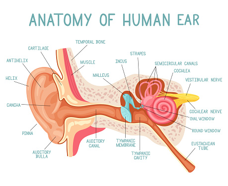 Cartoon ear anatomy. Human sound sensory organ medicine infographic, ears internal structure vector illustration. Ear infographic anatomy