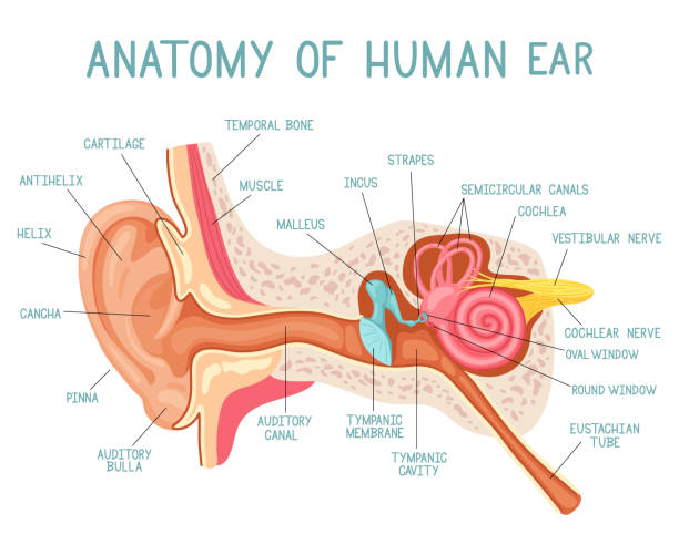ilustraciones, imágenes clip art, dibujos animados e iconos de stock de anatomía del oído de dibujos animados. infografía de medicina sensorial de órganos de sonido humano, oreografía vectorial de estructura interna de oídos. anatomía infográfica del oído - oreja humana