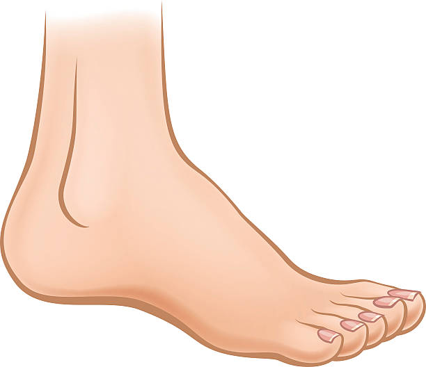 Cartoon Foot An illustration of a cartoon human foot bare feet stock illustrations