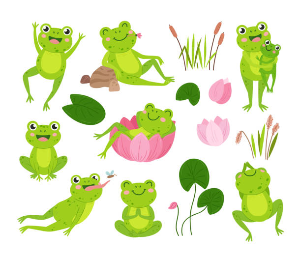Cartoon frogs. Green frog on pond hold tadpole, cute water toad rest in flower. Wild lily or lotus leaves, isolated neoteric aquatic vector animal in nature Cartoon frogs. Green frog on pond hold tadpole, water toad rest in flower. Wild lily or lotus leaves, aquatic vector animal in nature. Illustration of frog in pond, tadpole and cartoon amphibian cute frog stock illustrations