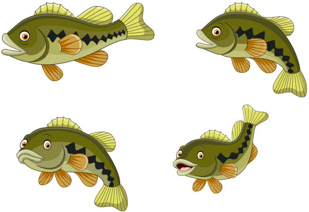 Cartoon funny bass fish collection Illustration of Cartoon funny bass fish collection bass fish jumping stock illustrations