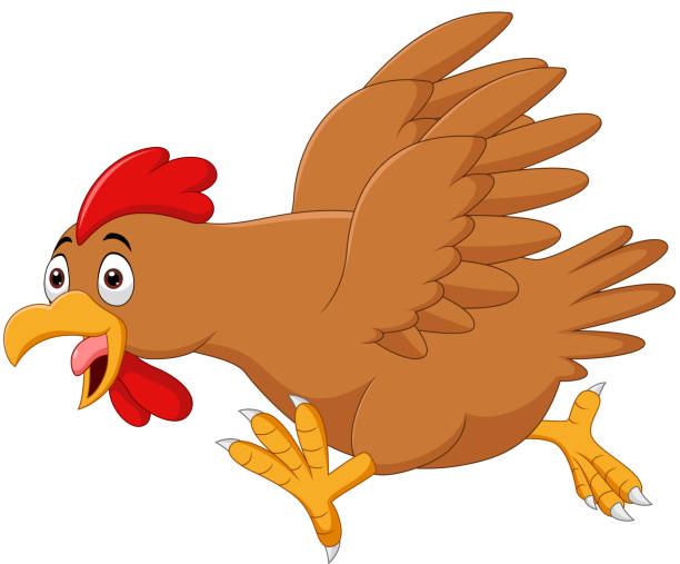 cartoon-funny-chicken-running-on-white-b